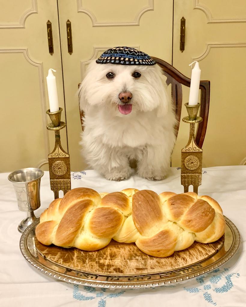 Upper East Side pup Shayna Maydele, a 5-year-old Coton de Tulear