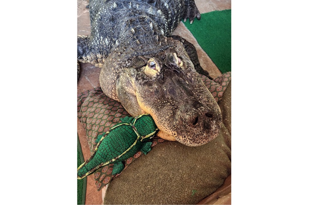 Albert the alligator with a stuffed alligator toy