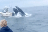 Mayday call from the moment a ‘pissed off’ whale capsizes boat, sending fisherman into water in wild scene.