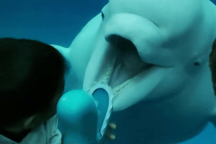 Boo! Playful beluga whale tries to scare kids