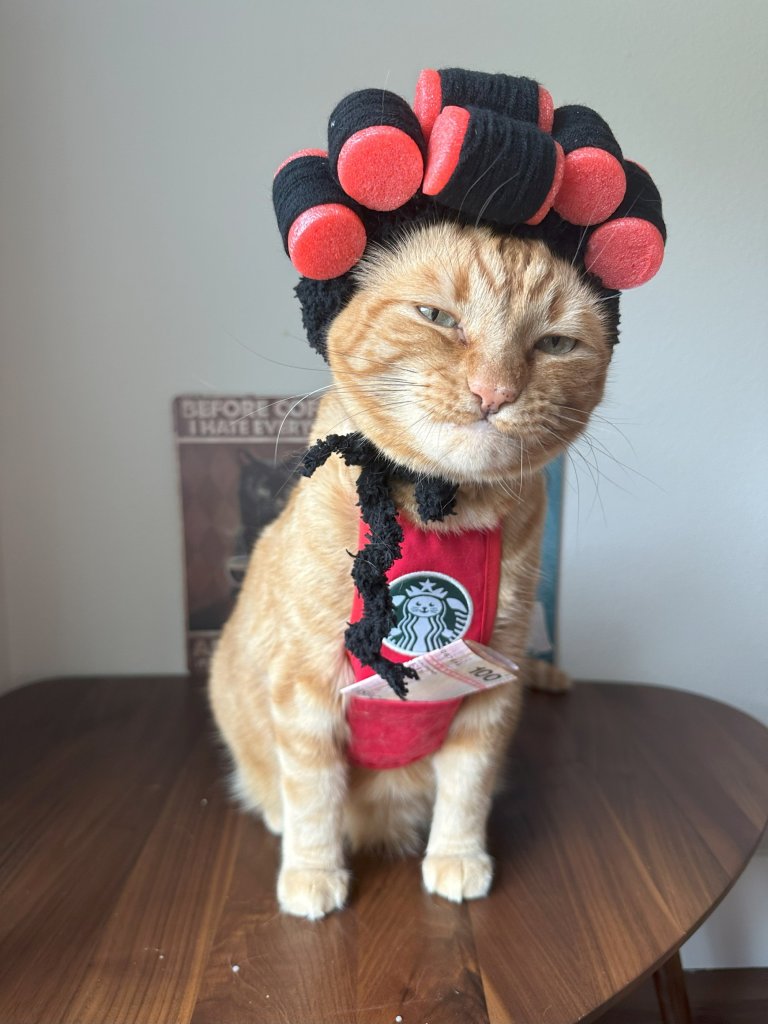 Ginger tabby cat named Waffle, dressed as a barista, making coffee