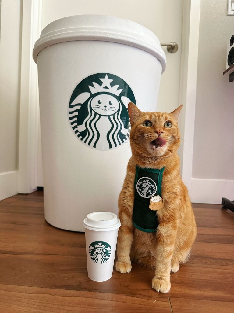 Ginger tabby cat Waffle, dressed as a barista, standing next to a coffee cup