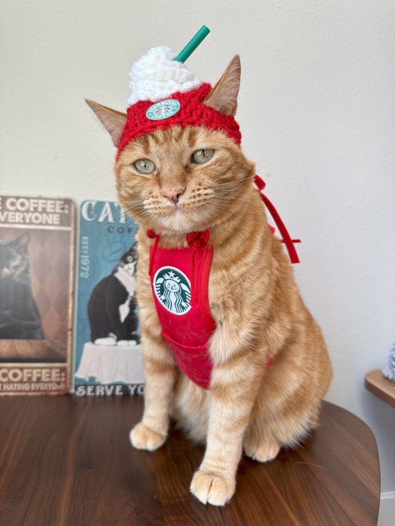 Ginger tabby cat, Waffle, dressed as a barista making coffee