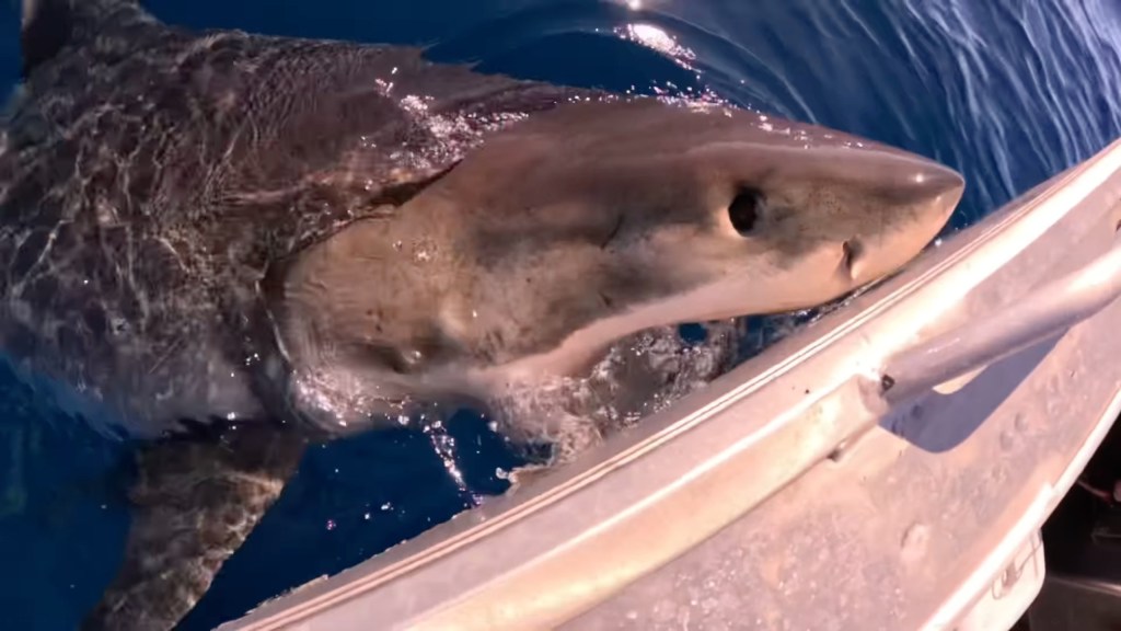 Great white shark circling and attacking a fishing boat off the Sunshine Coast, as captured by fisherman Jayden Grace