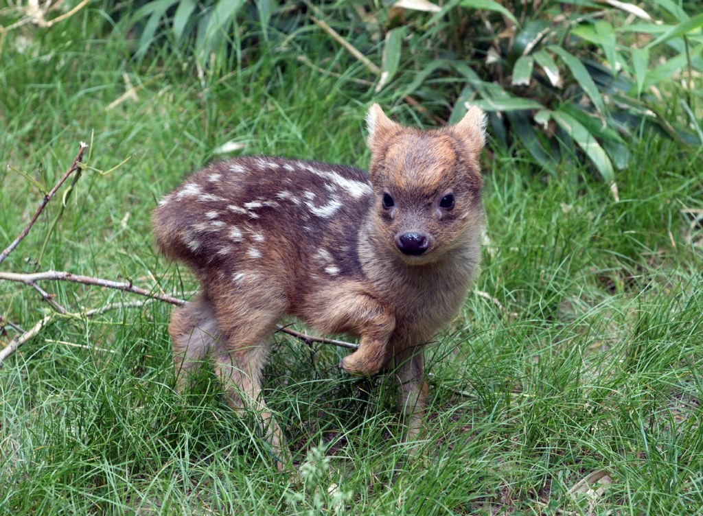 A southern pudu fawn, the world's smallest deer species, walking in its enclosure at the Queens Zoo in New York on May 27, 2015.