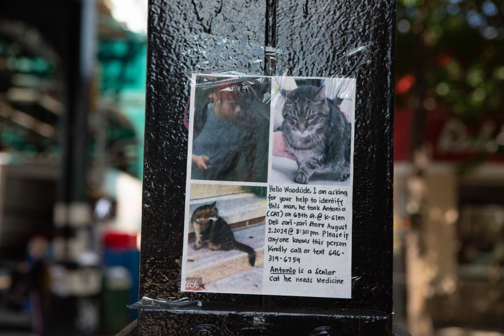 Missing posters for Antonio, the 18-year-old bodega cat, displayed in Woodside Queens on August 13, 2024