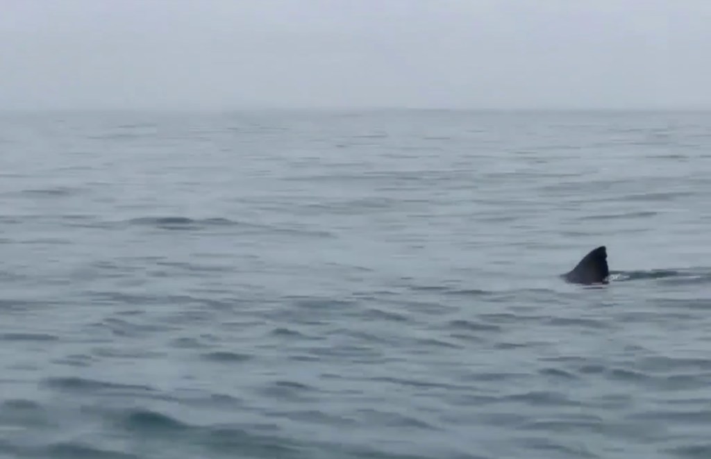 School of sharks circling two kayakers in the ocean, one shark longer than the 13-foot kayaks