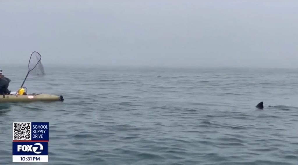 A pair of kayakers encountered a great white shark off the coast of San Francisco.