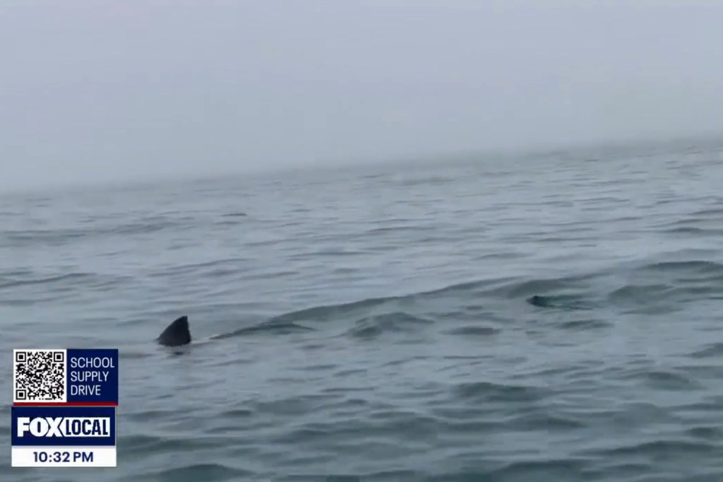 A shark fin in the water circling two kayakers in California