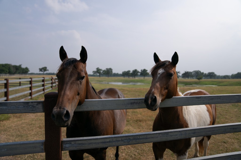 Two of the horses that José Treviño Morales planned on bringing to his own horse ranch in Oklahoma