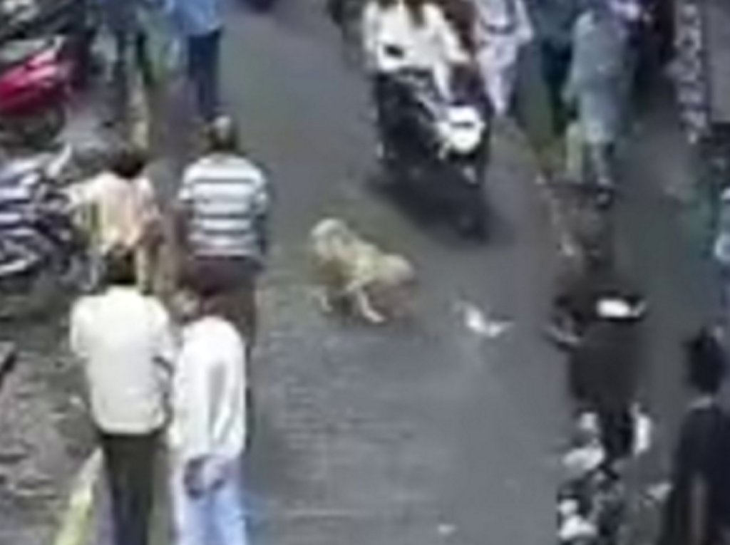 Injured Golden Retriever gets up. 