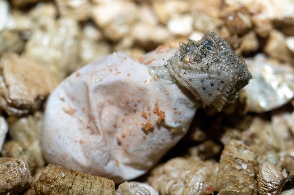 A lizard hatchling.