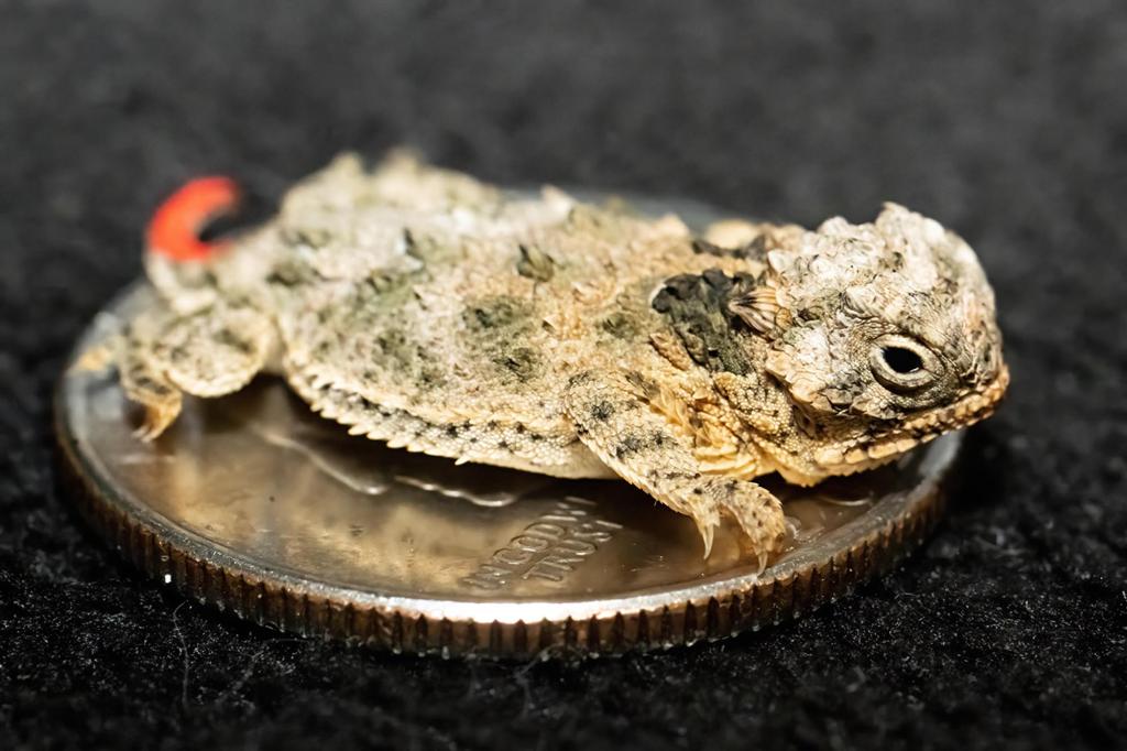 A hatched Texas horned lizard is tiny enough to lay upon a quarter.