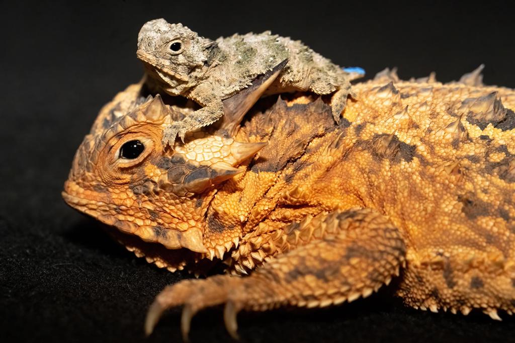 A horned lizard.