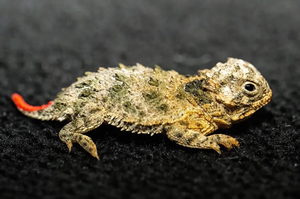 Texas horned lizard.