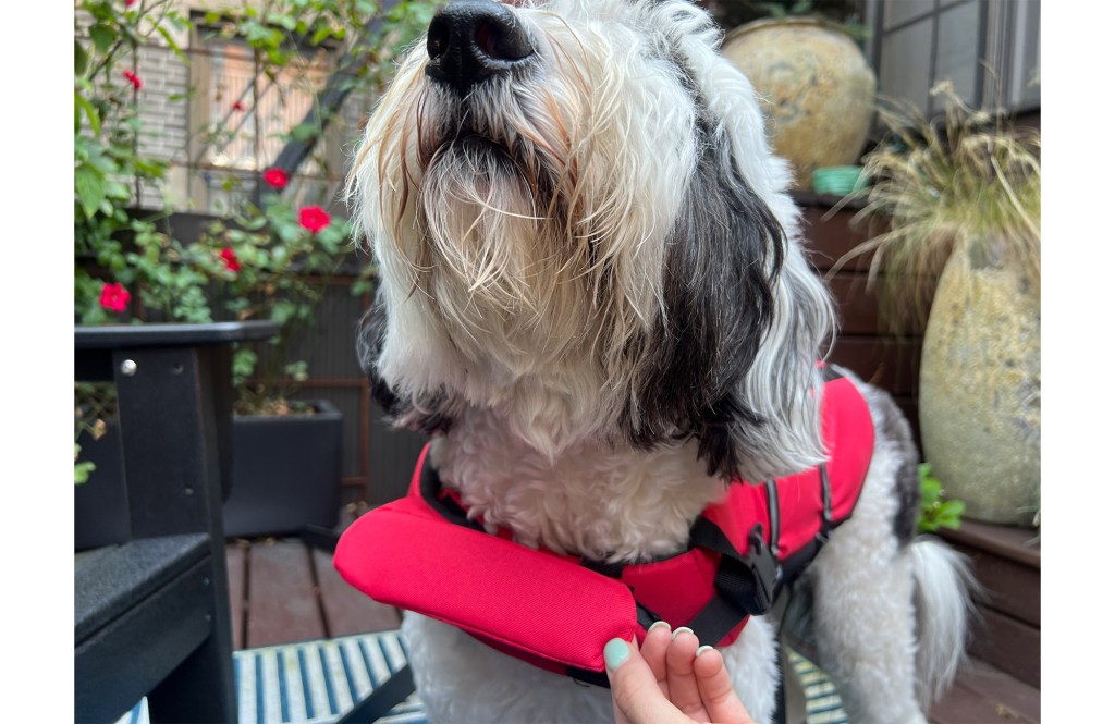 Dog wearing a life vest 