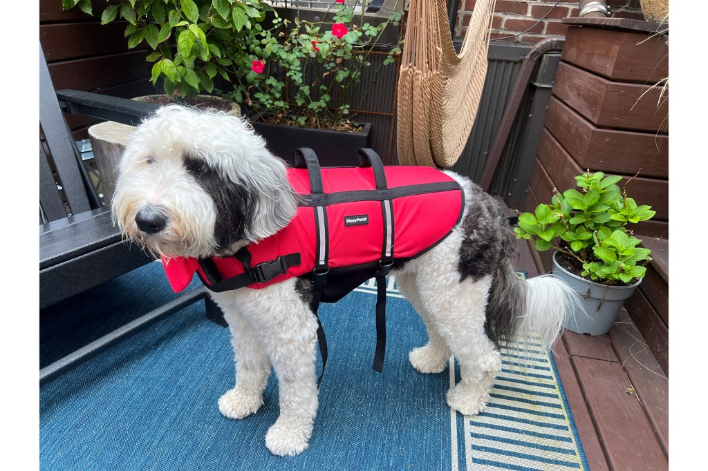 A dog named Lucy wearing a life jacket