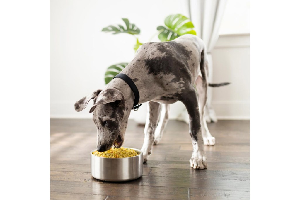 A dog eating from a bowl