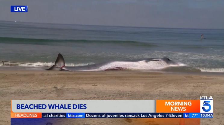 The whale washed ashore on Saturday and died.