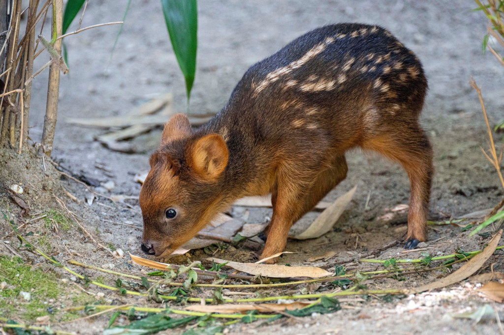 Newborn southern pudu fawn, one of the smallest deer species in the world, at Wildlife Conservation Society's Queens Zoo in New York, captured June 21, 2024.