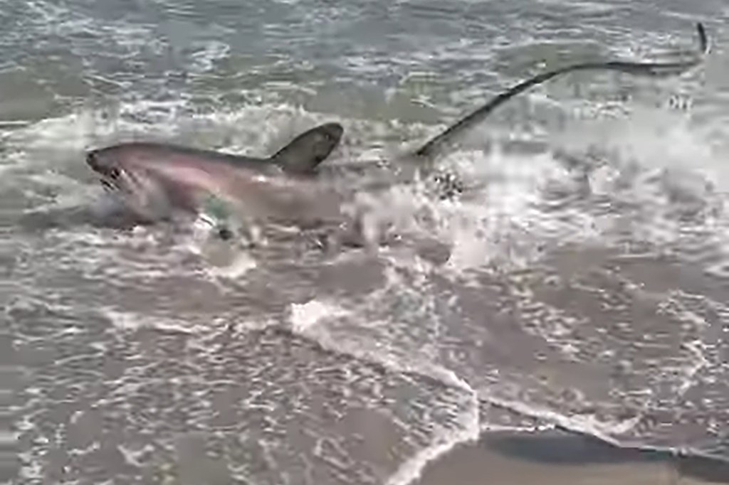 A large thresher shark stranded on the sand at Rockaway Beach, New York City, being guided back to sea by two men and a woman.