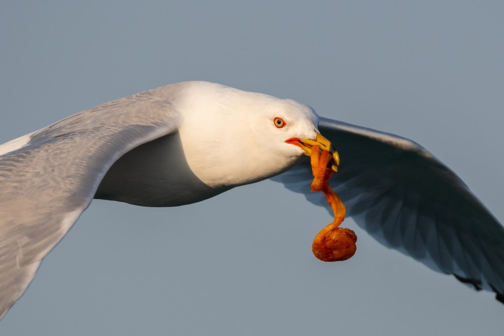 The small fee guarantees customers a full replacement of their meal if a seagull happens to fly off with one of their juicy barbecue sandwiches and loaded fries.