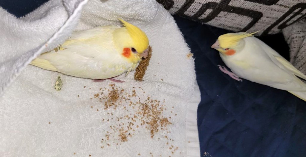 Two cockatiels face each other, one with bird feed around him.