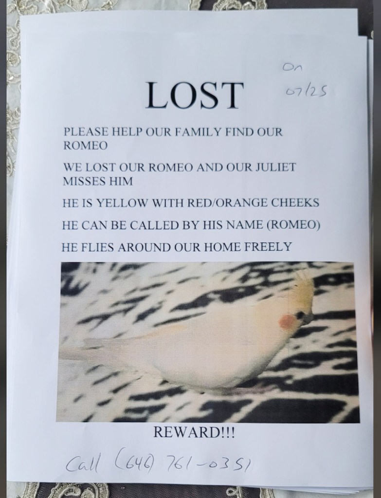 Flyer for a missing bird named Romeo.