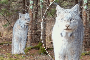 Canada lynx captured on trail camera in northern Minnesota