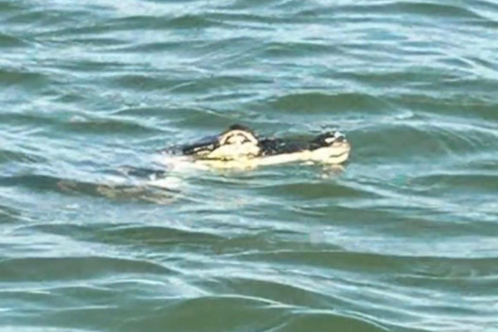 Aligator spotted in Lake Erie