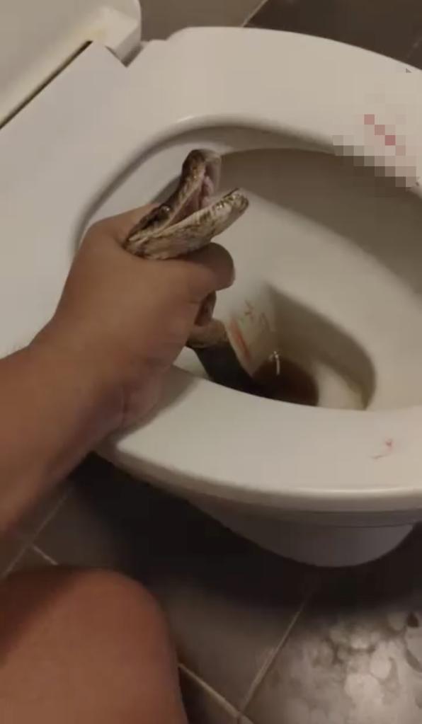 A man in Thailand was bitten on the testicles by a python as he sat on the toilet.