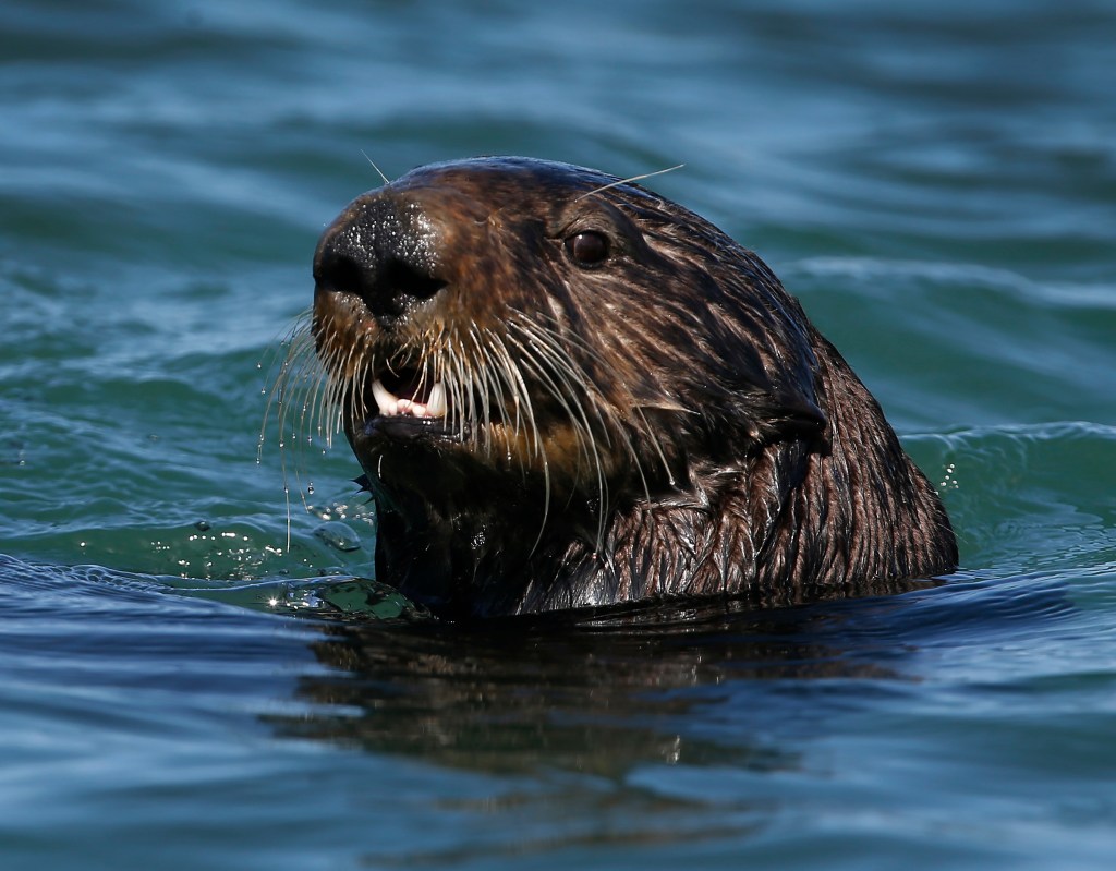 A river otter.