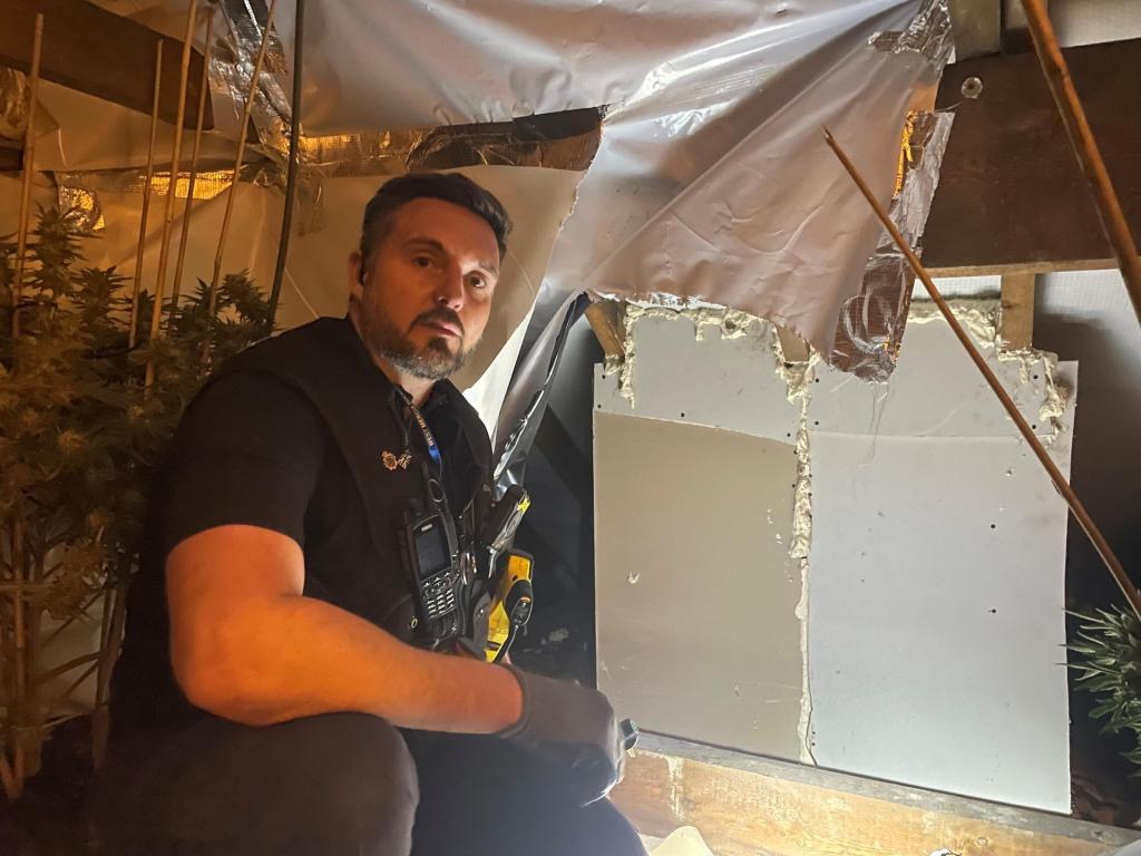 PC Matt Shore discovering a suspect hiding within the loft insulation in an illicit cannabis farm across the street from the Droitwich Police Station