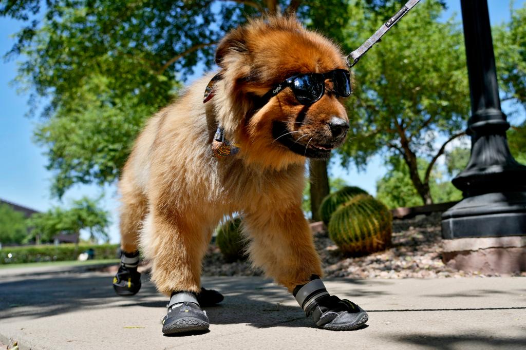 A dog wearing sunglasses and paw booties while out for a walk in a Phoenix park on July 15, 2024.