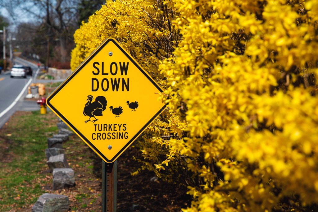 A Turkey Crossing sign