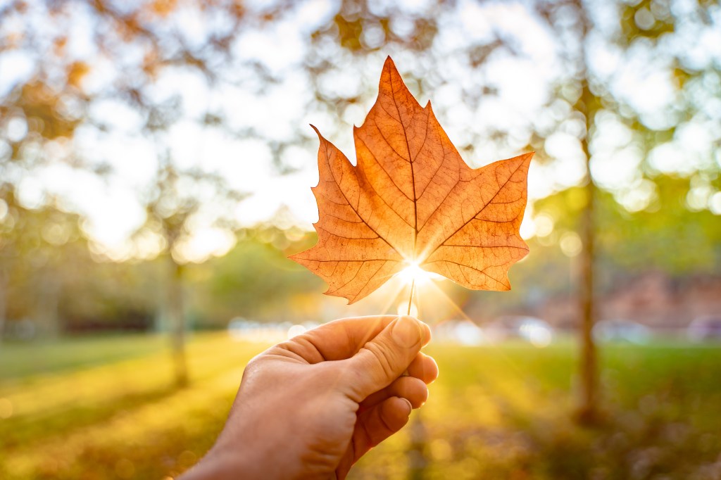 A hand holding an autumn maple leaf with a colorful forest in the background during sunset