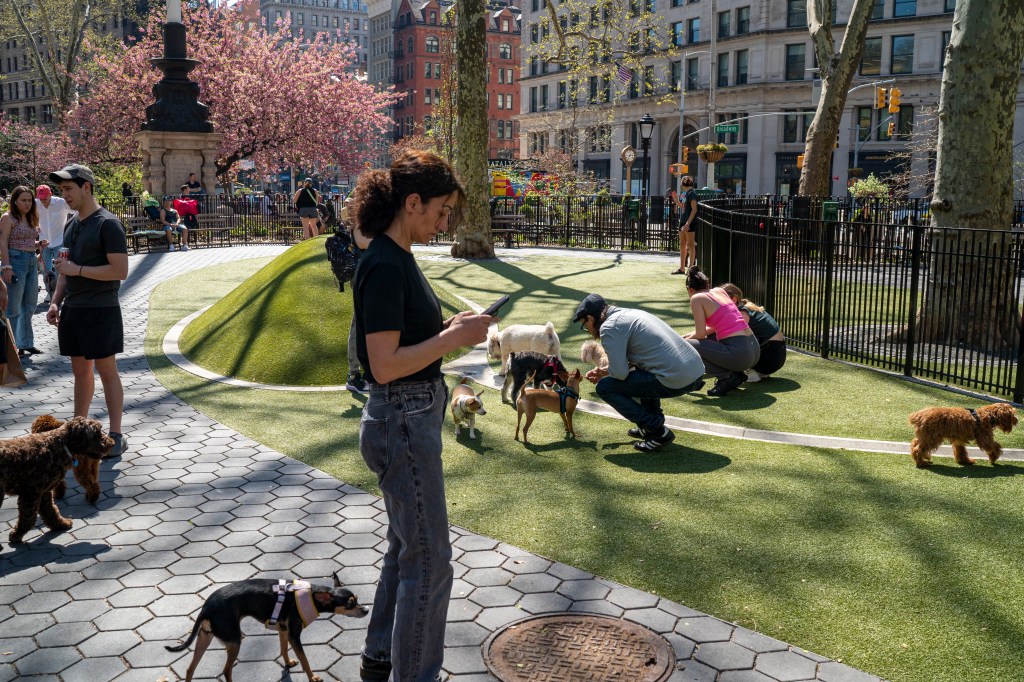 Dogs running freely in the fenced-in area of Madison Square Park, New York City on April 13, 2023