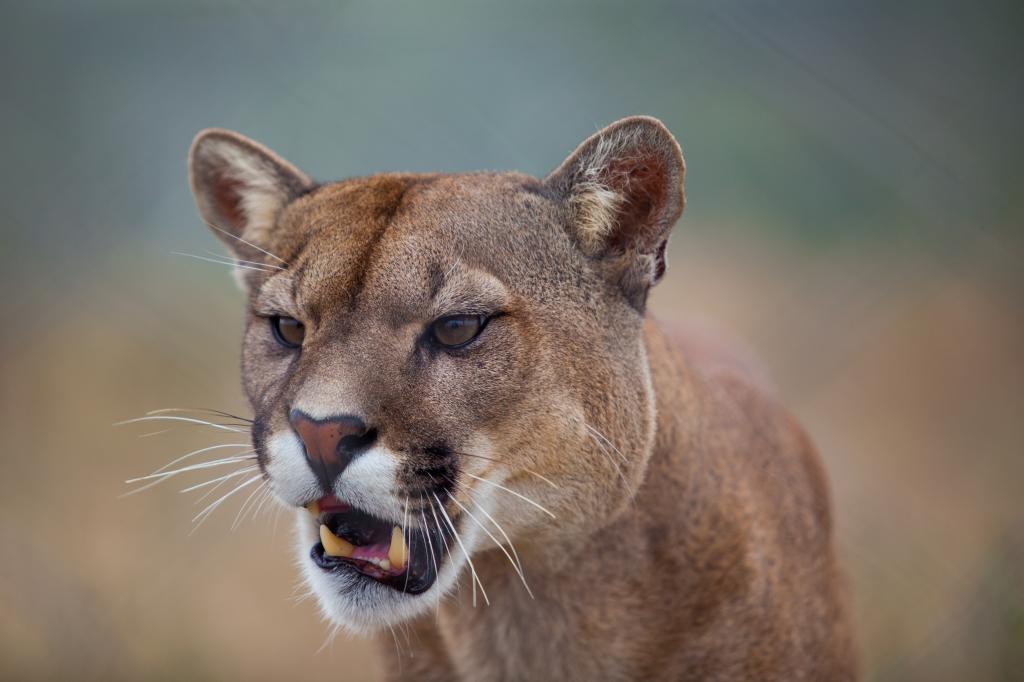 The mountain lion was euthanized by rangers.