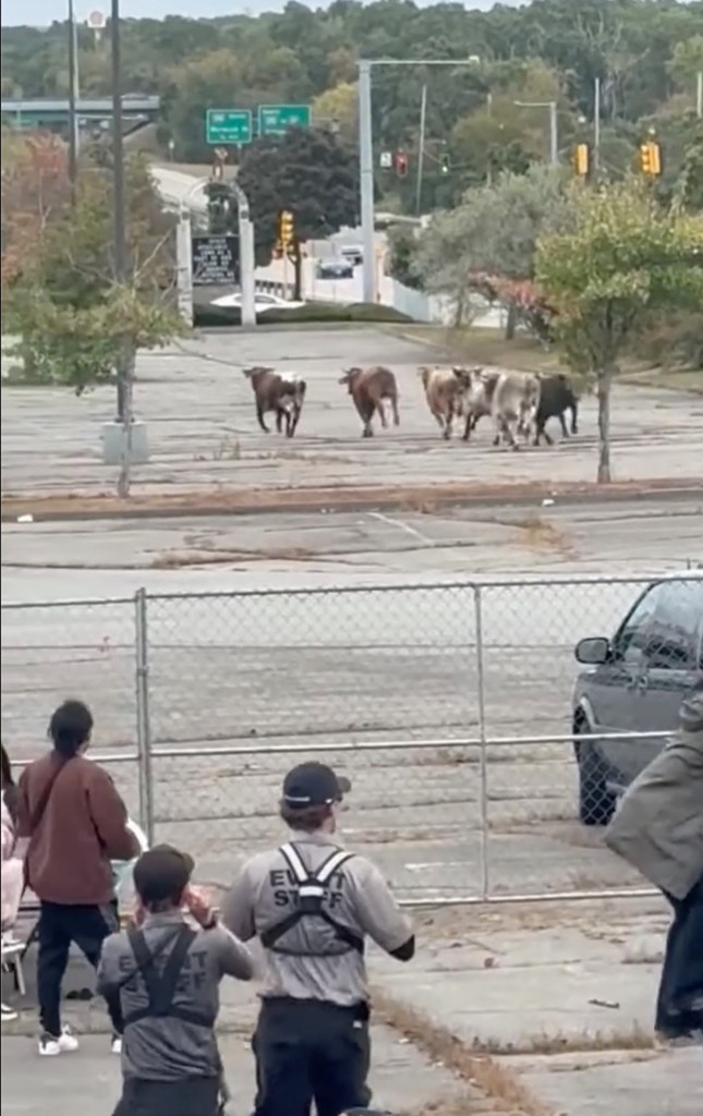 Eight bulls escaping from a rodeo, running through a crowded parking lot, smashing through a fence in North Attleboro, Massachusetts