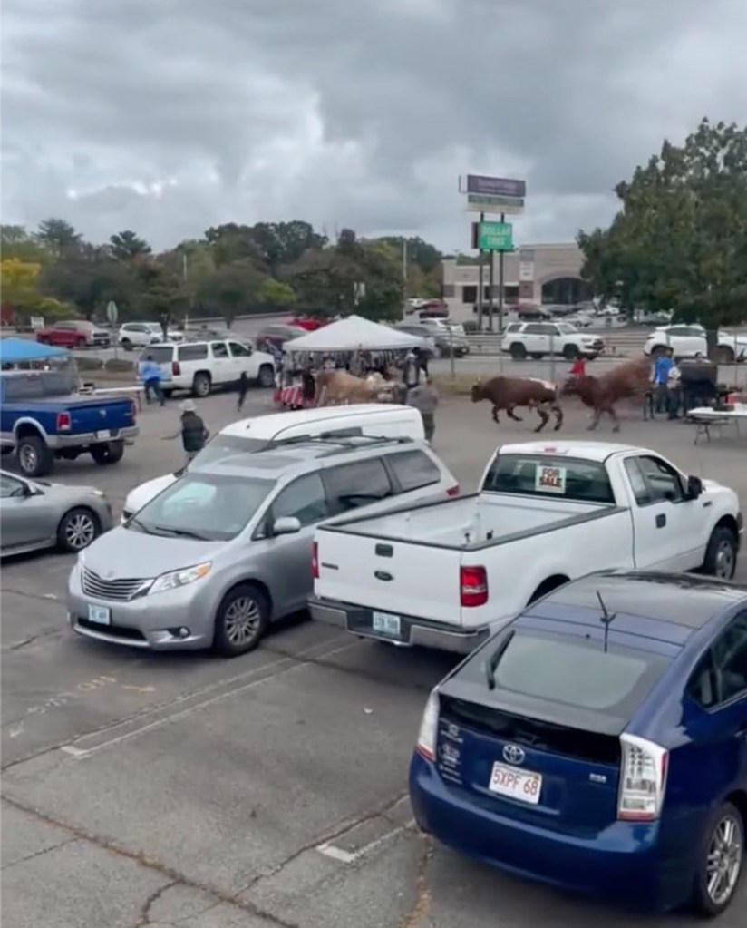 Eight bulls escaping from a rodeo, running through a crowded parking lot and smashing through a fence in North Attleboro, Massachusetts