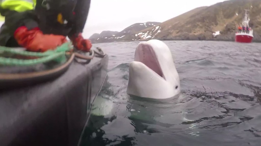 Beluga whale, dubbed as Hvaldimir, equipped with a removed harness for alleged surveillance, swimming along the Norwegian coast