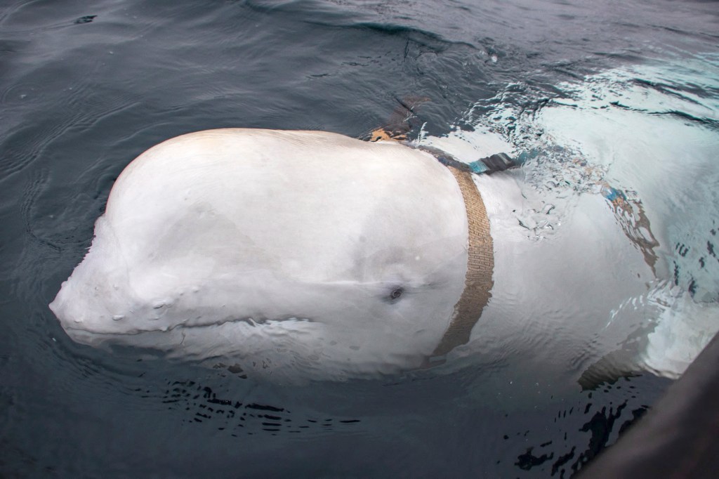 A white beluga whale partially emerged from the ocean