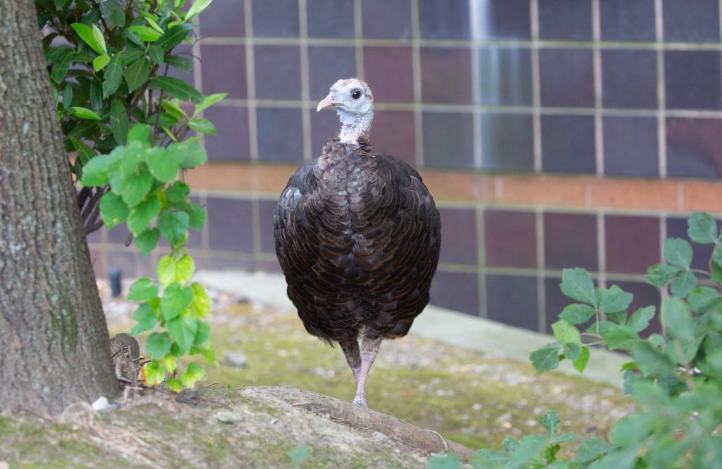 Rosie the turkey seen walking around Roosevelt Island.