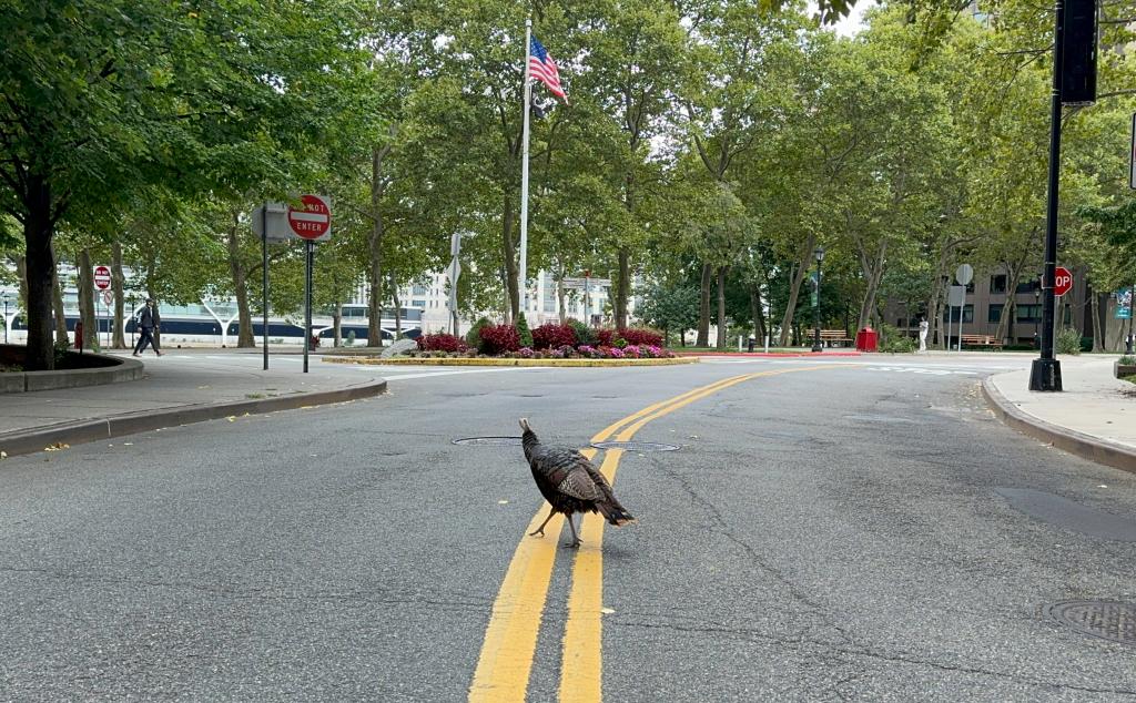 Rosie seen crossing the street.