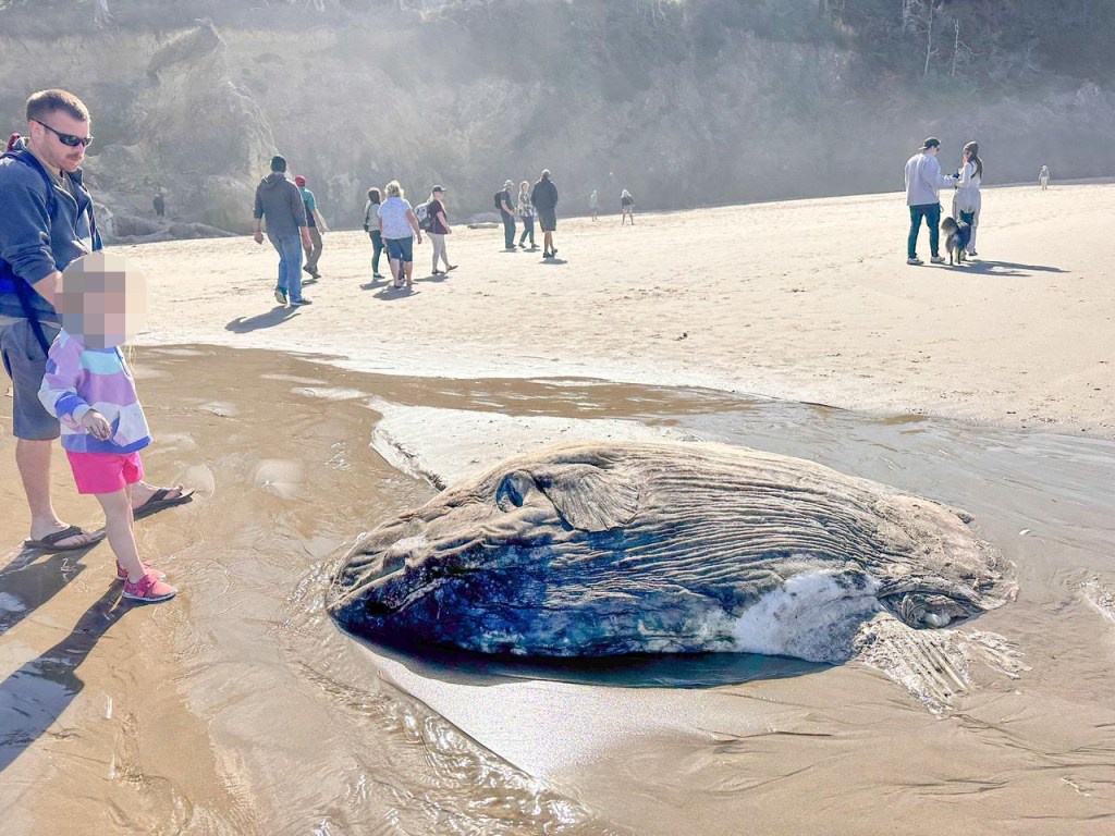 A 7-foot-long ocean sunfish was discovered on a beach in Oregon.