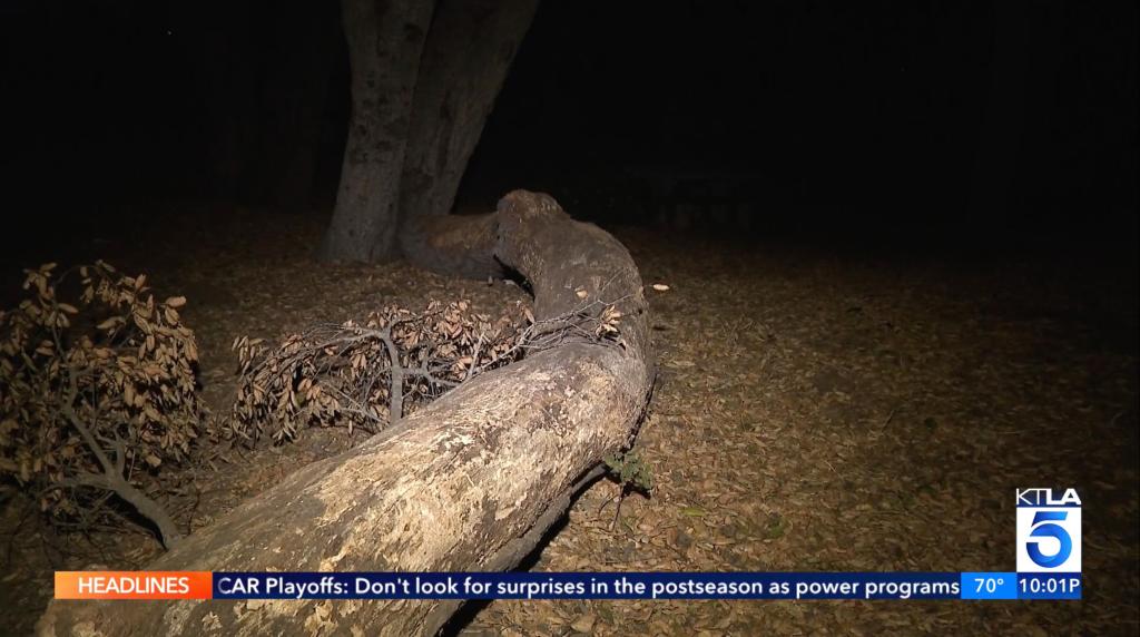 A nighttime shot of a log at the scene of the attack.