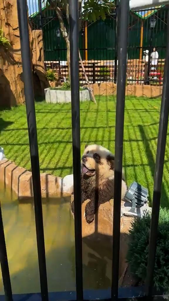 shot by a visitor showed one of the not-so-subtly disguised dogs panting away at the Shanwei zoo over the weekend.