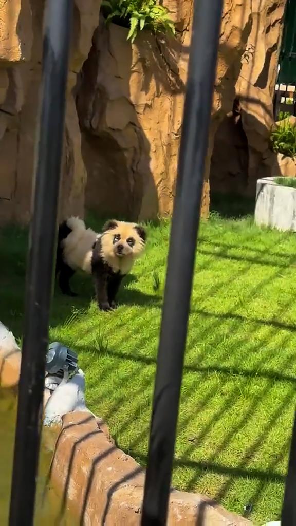 Zoogoers in China claimed they realized the pandas they were looking at were just dogs when one of them started barking. 