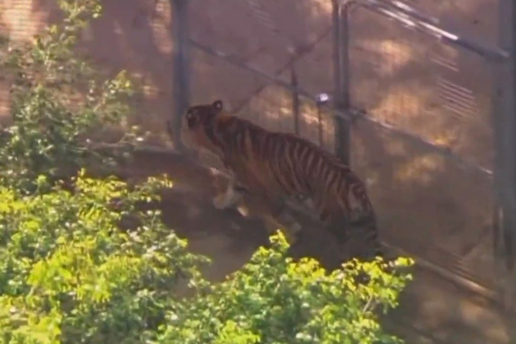 A tiger walks in an enclosure