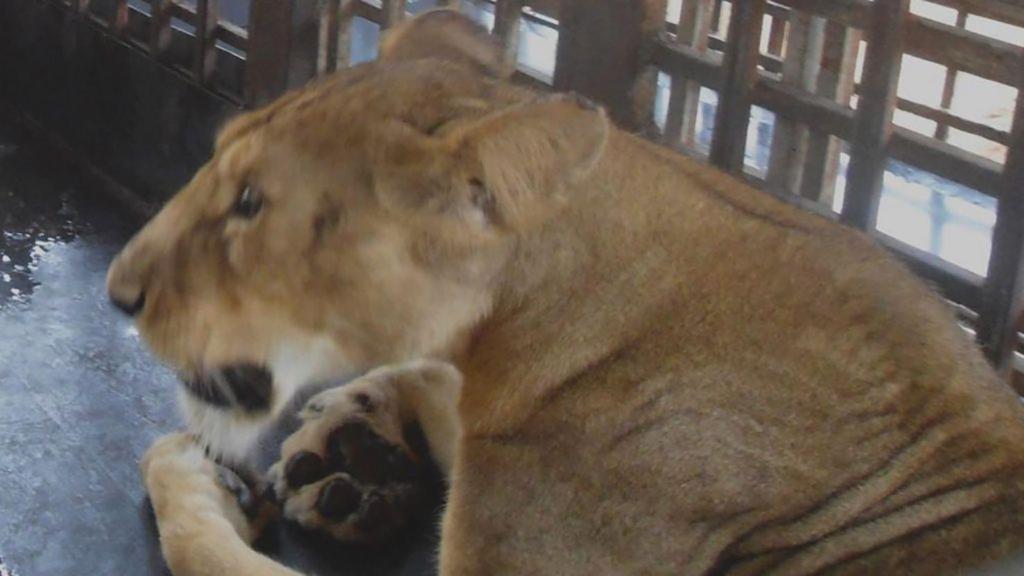 lion in zoo